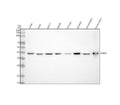 Anti-GLRX3 Antibody Picoband®