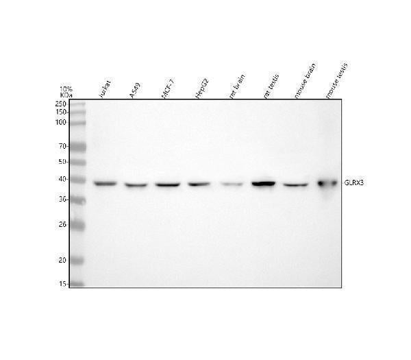 Anti-GLRX3 Antibody Picoband®