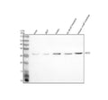 Anti-HES7 Antibody Picoband®
