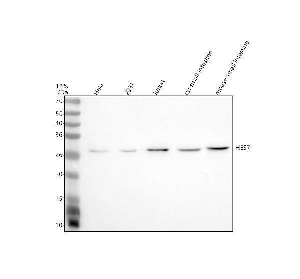 Anti-HES7 Antibody Picoband®
