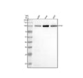 Anti-GTSE1 Antibody Picoband®