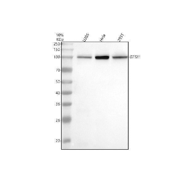 Anti-GTSE1 Antibody Picoband®