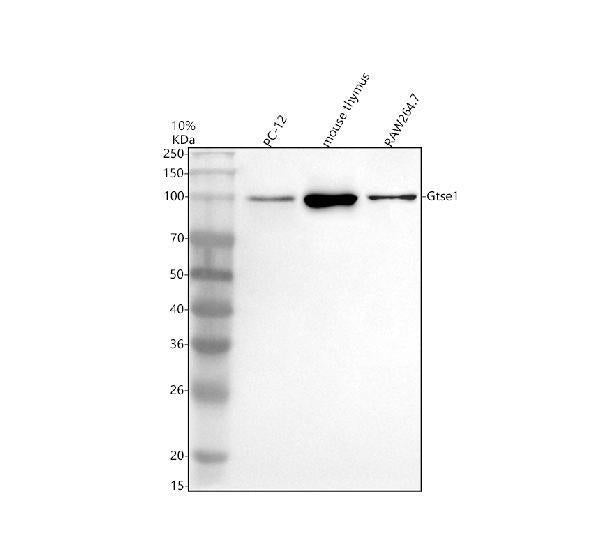 Anti-GTSE1 Antibody Picoband®