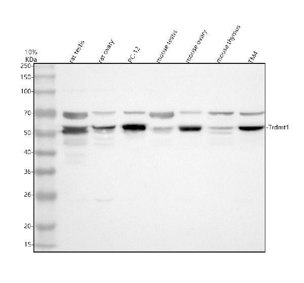 Anti-DNMT2/TRDMT1 Antibody Picoband®