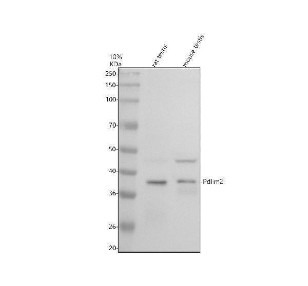 Anti-PDLIM2 Antibody Picoband®