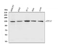Anti-ATP11C Antibody Picoband®
