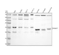 Anti-PGRMC2 Antibody Picoband®