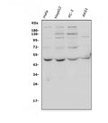 Anti-ATG4A Antibody Picoband®