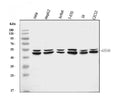 Anti-ATG4A Antibody Picoband®