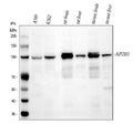 Anti-AP2B1 Antibody Picoband®