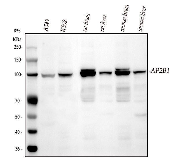 Anti-AP2B1 Antibody Picoband®