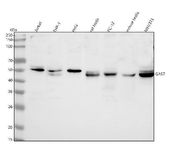 Anti-GAS7 Antibody Picoband®