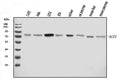 Anti-ACP2 Antibody Picoband®