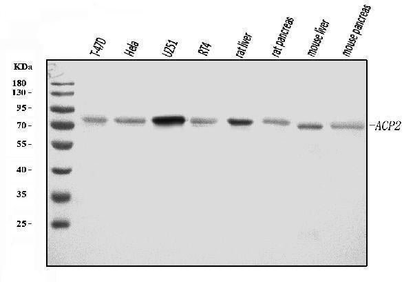 Anti-ACP2 Antibody Picoband®