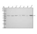 Anti-ACP2 Antibody Picoband®