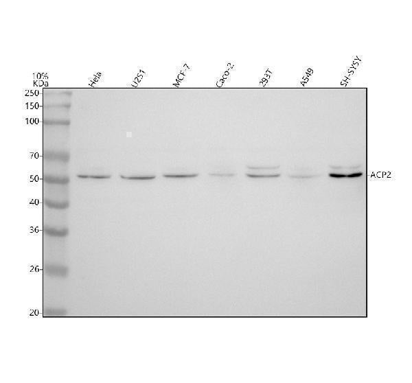 Anti-ACP2 Antibody Picoband®