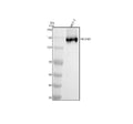 Anti-NCAM2 Antibody Picoband®