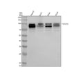 Anti-TGN46/TGOLN2 Antibody Picoband®