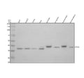 Anti-Syntaxin 16/STX16 Antibody Picoband®
