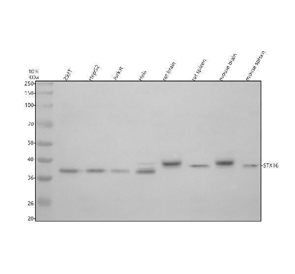 Anti-Syntaxin 16/STX16 Antibody Picoband®