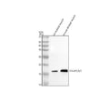 Anti-Calmodulin/CALM 1/2/3 Antibody Picoband®