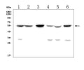 Anti-GP2 Picoband® Antibody