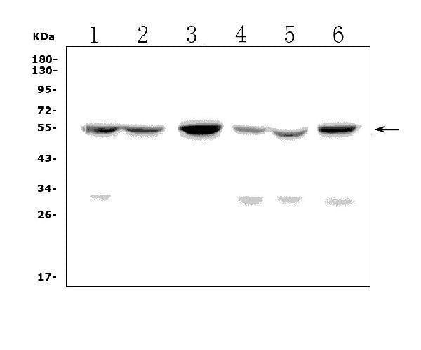 Anti-GP2 Picoband® Antibody