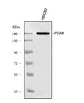 Anti-ITGA8 Antibody Picoband®
