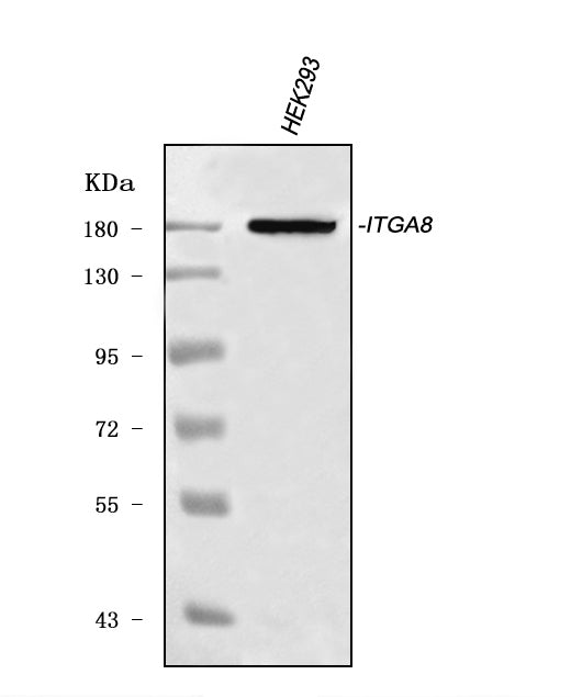 Anti-ITGA8 Antibody Picoband®