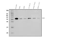 Anti-HOXC8 Antibody Picoband®