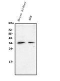 Anti-CLDN16/Claudin-16 Antibody Picoband®