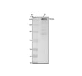 Anti-TCF20 Antibody Picoband®