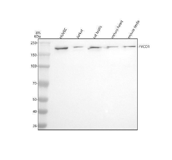 Anti-FYCO1 Antibody Picoband®