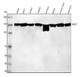 Anti-HDLBP Antibody Picoband®