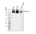 Anti-PIK3C2B Antibody Picoband®