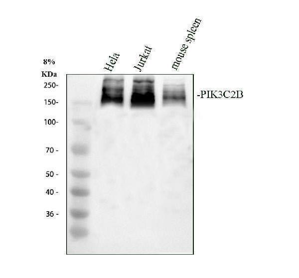 Anti-PIK3C2B Antibody Picoband®