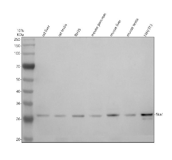Anti-C18orf24/SKA1 Antibody Picoband®
