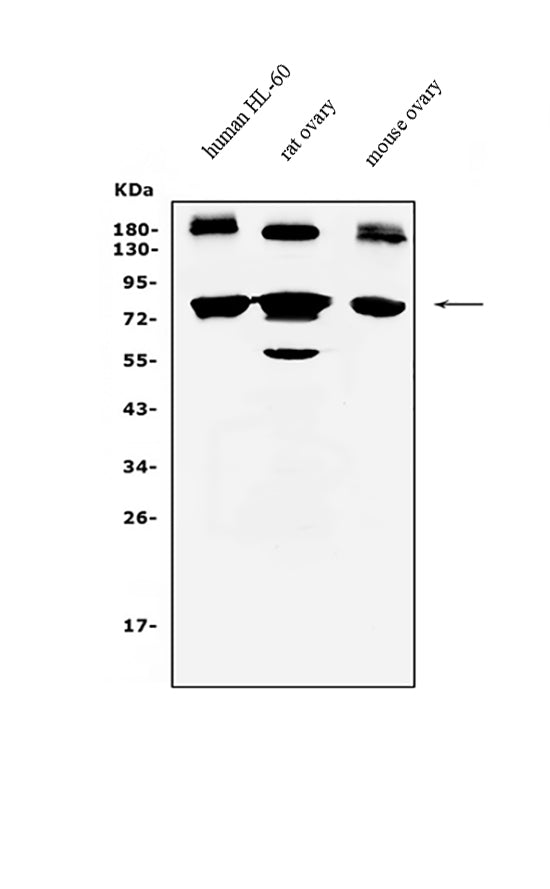 Anti-PRDM5 Antibody Picoband®