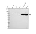 Anti-FBXW8 Antibody Picoband®