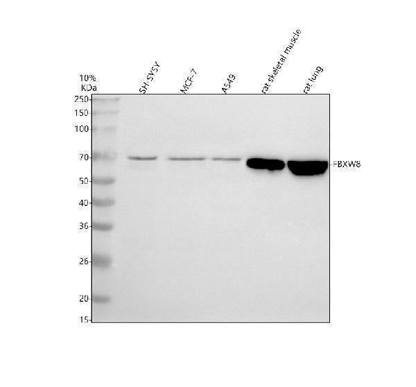 Anti-FBXW8 Antibody Picoband®