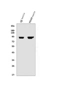 Anti-IFT88 Antibody Picoband®