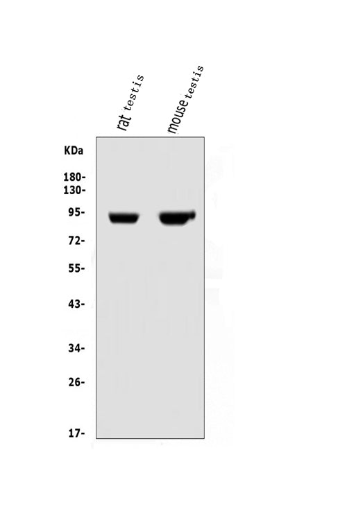 Anti-IFT88 Antibody Picoband®