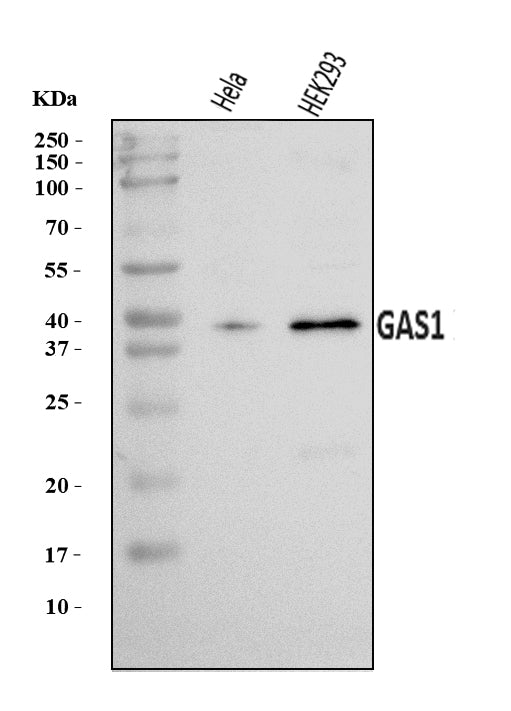 Anti-GAS1 Antibody Picoband®