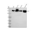 Anti-NF-M/NEFM Antibody Picoband®