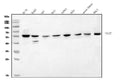 Anti-POGLUT1 Antibody Picoband®