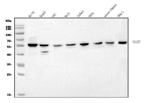 Anti-POGLUT1 Antibody Picoband®