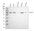 Anti-CD316/IGSF8 Antibody Picoband®