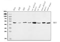 Anti-ENO3 Antibody Picoband®