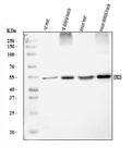 Anti-ENO3 Antibody Picoband®
