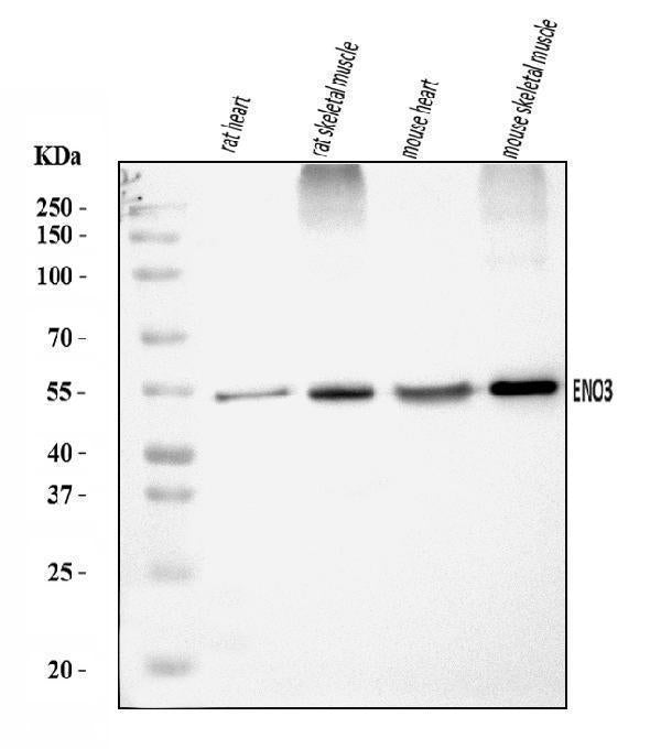 Anti-ENO3 Antibody Picoband®